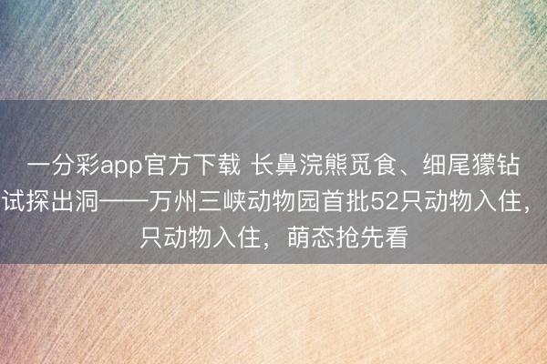 一分彩app官方下载 长鼻浣熊觅食、细尾獴钻洞、土拨鼠试探出洞——万州三峡动物园首批52只动物入住，萌态抢先看